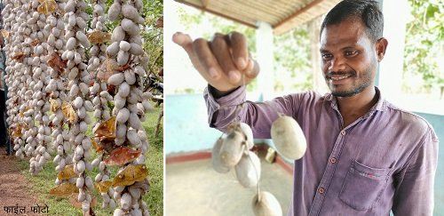 मुख्यमंत्री बघेल ने वनांचल के निवासियों को दी महत्वपूर्ण सौगात...