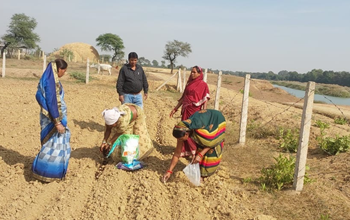 सामुदायिक बाड़ियों में आलू की खेती आरंभ, जमराव में आज हुई बुवाई...