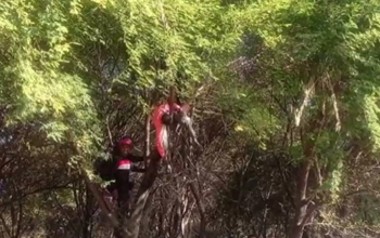 एक व्यक्ति का पेड़ से लटका मिला शव, इलाके में फैली सनसनी....