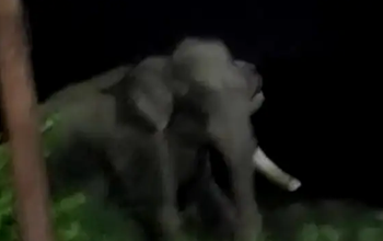 दवा पिलाने गए वनकर्मी को हाथी ने पटककर मार डाला, वन विभाग ने जारी किया अलर्ट...