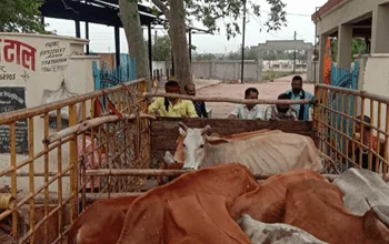शिवनाथ नदी मुक्तिधाम के आस पास से पकड़े गये 19 आवारा मवेशी को निगम ने भेजा गौठान 5 शिवनाथ नदी मुक्तिधाम के आस पास से पकड़े गये 19 आवारा मवेशी को निगम ने भेजा गौठान