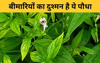 Healthy Herb: इन 5 बीमारियों का 'काल' है ये हरा पौधा, जानिए क्यों करना चाहिए सेवन...