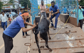 कलेक्टर के निर्देश पर रोका छेका अभियान के पहले दिन ही निगम ने पकड़े 84 आवारा मवेशी