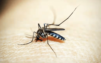 बरसात के मौसम में डेंगू, मलेरिया का खतरा होता है अधिक, सोते समय करें मच्छरदानी का उपयोग...