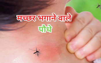 Mosquito Repellent Plants: मच्छरों के आतंक से हैं परेशान? घर में लगा लें ये 3 असरदार पौधे, आसपास भी नहीं फटकेंगे कीड़े-मकोड़े