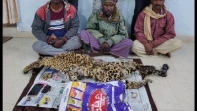 वन्य प्राणी तेंदुआ की खाल के साथ तीन आरोपी गिरफ्तार....