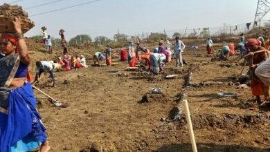 मनरेगा के श्रमिकों की संख्या में हुई वृद्धि, 50 हजार 657 मजदूरों को प्रति दिन मिल रहा है काम....