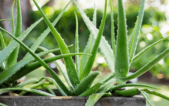 Benefits of Aloe Vera Plants: एक भी इंच नहीं बढ़ रहा घर के गार्डन में लगा ऐलोवेरा, जानें कहां हो रही गलती...