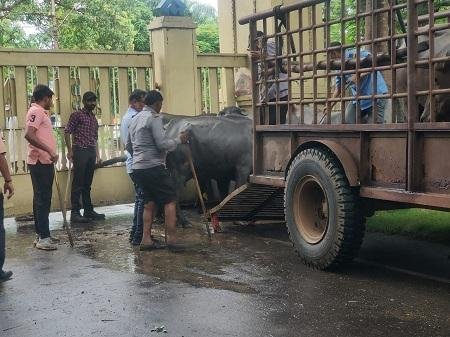 टाउनशिप में आवारा मवेशियों के नियंत्रण हेतु की जा रही है कार्यवाही...