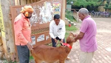 निगम क्षेत्र में आवारा घूम रहे पशुओ के गले में रेडियम की लागाई जा रही पटटी...