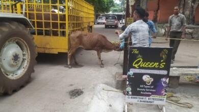 बहुत ही मशक्कत से पकड़ में आते हैं सड़क के जानवर...