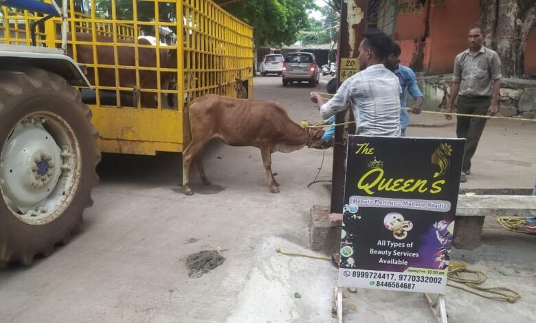 बहुत ही मशक्कत से पकड़ में आते हैं सड़क के जानवर...