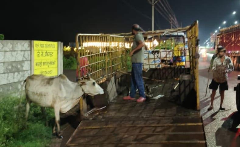 देर रात तक शहर के आवारा मवेशियों को धर पकड़ करते रहे निगम अमला...