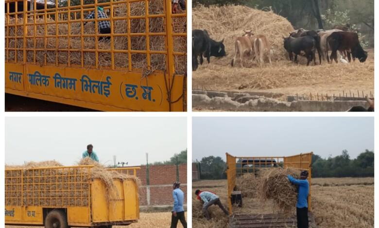 काजी हाउस के पशुधन को खाने के लिए निशुल्क मंगाया जा रहा चारा... 1 काजी हाउस के पशुधन को खाने के लिए निशुल्क मंगाया जा रहा चारा...