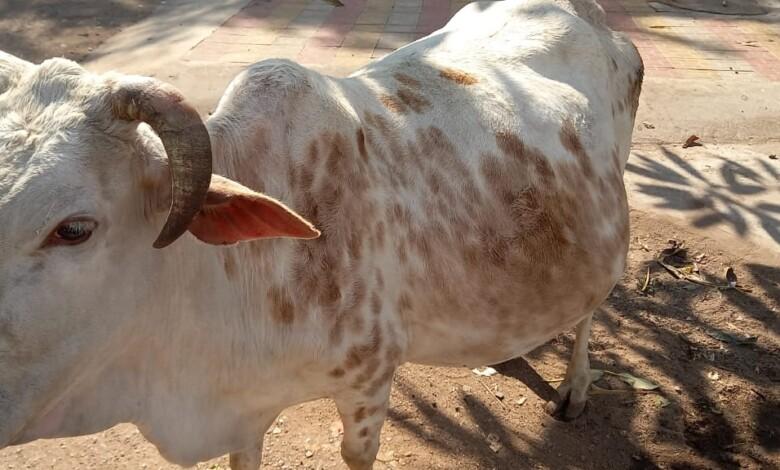 जानवरो, गायों में बीमारी व दुर्घटना रोकने हम सब निभायें अपनी ज़िम्मेदारी... 1 जानवरो, गायों में बीमारी व दुर्घटना रोकने हम सब निभायें अपनी ज़िम्मेदारी...