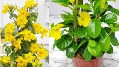 मनी प्लांट से भी खूबसूरत लगती है ये बेल, गर्मियों में बालकनी में लगा लें, रोज खिलते हैं खूबसूरत फूल....