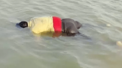 36 घंटे बाद मिला लापता मछुआरे का शव, तेज आंधी-तूफान में डोंगा पलटने से हुई थी मौत...