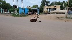 दुर्ग पुलिस की लापरवाह मवेशी मालिकों के विरुध्द कार्यवाही...