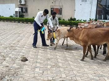 यातायात पुलिस जिला दुर्ग की कार्यवाही: हाईवे पर मवेशियों की दृश्यता बढ़ाने ट्रैफिक पुलिस दुर्ग की पहल....