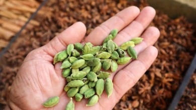 हर रोज चबाएं 2 हरी इलायची, छूमंतर हो जाएंगी ये समस्याएं, सेवन करने का सही तरीका क्या है?