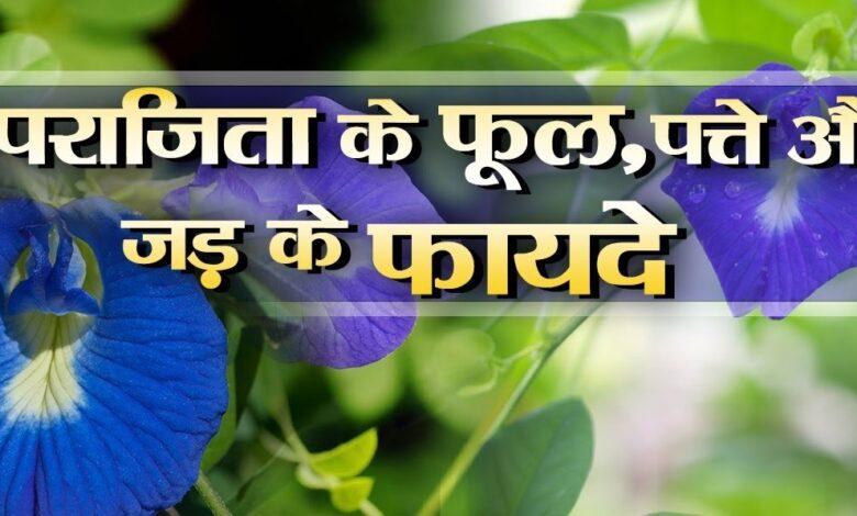 अपराजिता के फूल और जड़ का इन बीमारियों में किया जाता है इस्तेमाल, आचार्य बाल कृष्ण ने बताए फायदे... 1 अपराजिता के फूल और जड़ का इन बीमारियों में किया जाता है इस्तेमाल, आचार्य बाल कृष्ण ने बताए फायदे...