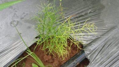 सतावर की खेती से किसानों की बदलेगी तकदीर, कम लागत में बेहतर कमाई का मौका...