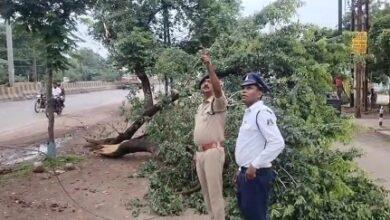 यातायात पुलिस की तत्परता से टला बड़ा हादसा हाईटेंशन विद्युत तार पर गिरे पेड़ को तत्काल हटाकर आवागमन कराया गया सुरक्षित