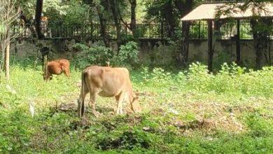 टाउनशिप में मवेशी पालने वालों पर बीएसपी की सख्त चेतावनी, हादसा हुआ तो जिम्मेदारी तय... 3 टाउनशिप में मवेशी पालने वालों पर बीएसपी की सख्त चेतावनी, हादसा हुआ तो जिम्मेदारी तय...