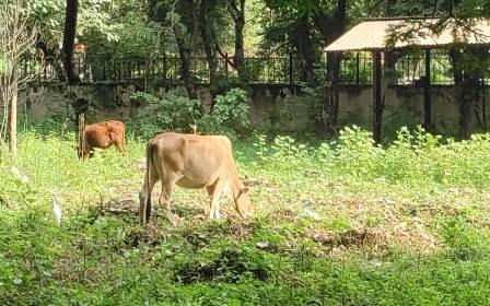 टाउनशिप में मवेशी पालने वालों पर बीएसपी की सख्त चेतावनी, हादसा हुआ तो जिम्मेदारी तय... 5 टाउनशिप में मवेशी पालने वालों पर बीएसपी की सख्त चेतावनी, हादसा हुआ तो जिम्मेदारी तय...