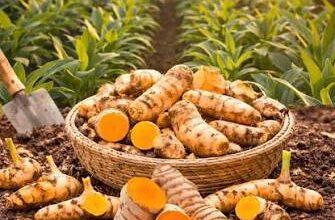 हल्दी की खेती से बदल रही किसानों की किस्मत, 1300 हेक्टेयर में फसल विस्तार का लक्ष्य...