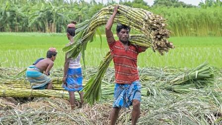 विशेष लेख : गन्ना मूल्य में छत्तीसगढ़ देश में नंबर वन...