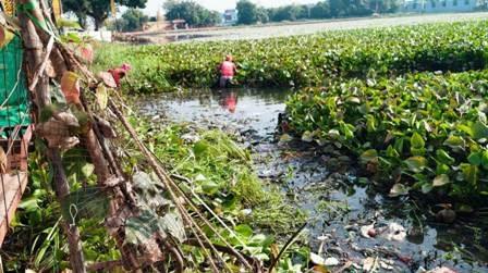 भिलाई के तालाबों से हट रही जलकुंभी, मछुवा संघ के साथ निगम ने तेज किया सफाई अभियान...