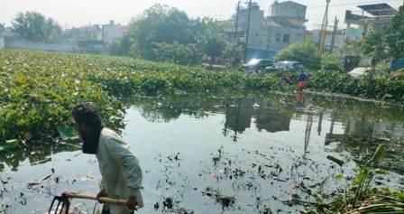भिलाई के तालाबों से हट रही जलकुंभी, मछुवा संघ के साथ निगम ने तेज किया सफाई अभियान...