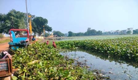 भिलाई के तालाबों से हट रही जलकुंभी, मछुवा संघ के साथ निगम ने तेज किया सफाई अभियान...